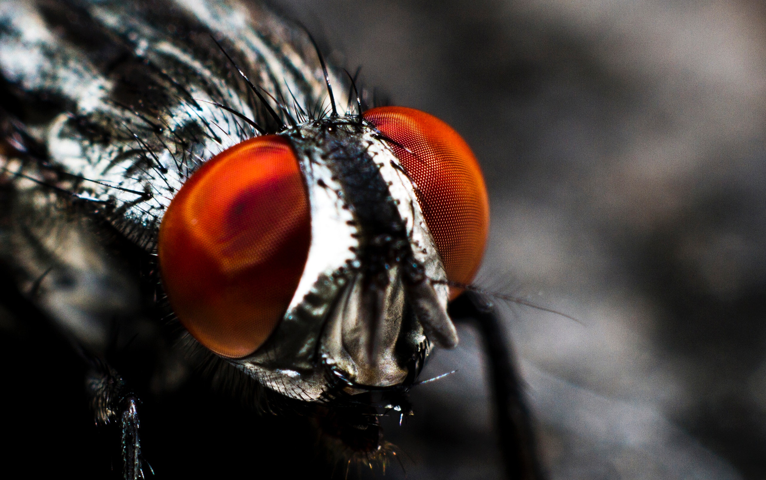 Antenna Blurred Background Bug Durvet