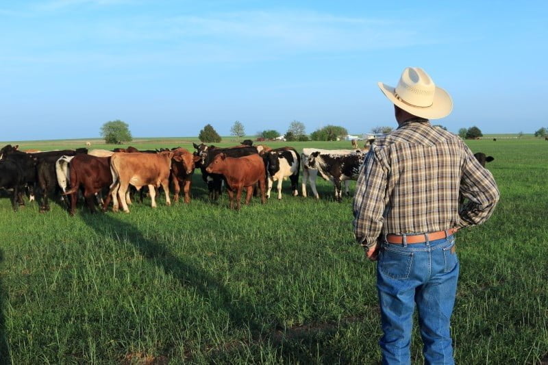 Agriculture: Farmer Rancher with Mixed Breed Cattle in a Field