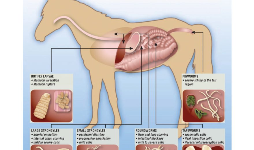 Goat Parasite Chart