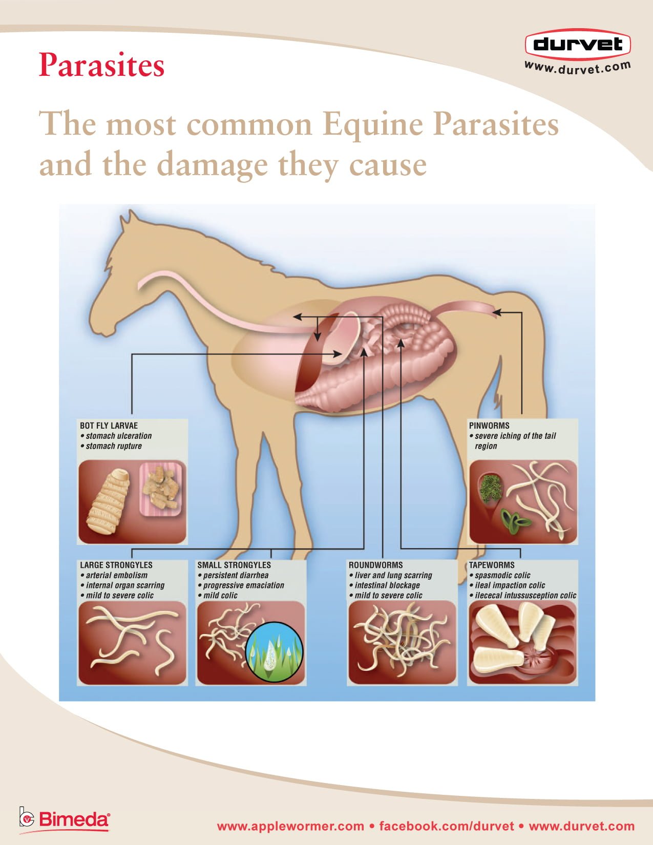 Equine Parasites Chart Durvet