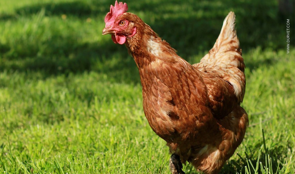 Things to know about chickens