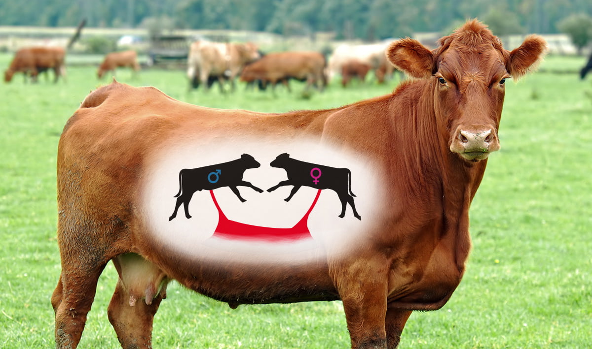 Freemartin Heifer Graphic